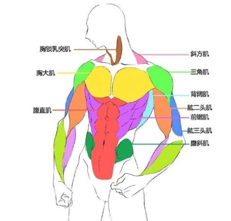 手臂彎曲畫法|依手腳、軀幹等部位區分解說！人體骨骼和肌肉的繪圖。